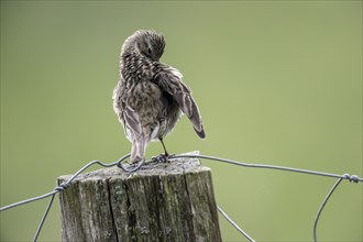 Meadow pipit (Anthus pratensis) preening itself, Emsland, Lower Saxony, Germany, Europe