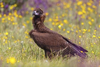 Monk Vulture, Monk Vulture, Black Vulture, (Cinereous Vulture), Aegypius monachus, Vautour moine,