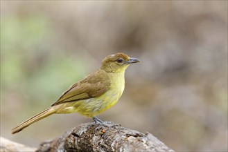 Yellow-bellied greenbul (Chlorocichla flaviventris), Mkuze Game Reserve, Mkuze, KwaZulu-Natal,