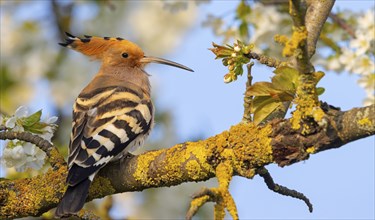 Hoopoe, (Upupa epops), on perch, hoopoe family, formerly raptors, Hides de El Taray / Lesser Kestr,