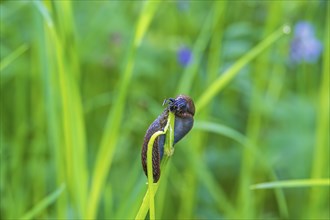 Gastropod on a grass straw eating on the stalk in a meadow