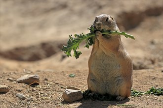 Black-tailed prairie dog (Cynomys ludovicianus), adult, feeding, standing upright, Sonoran Desert,