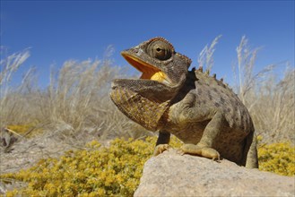 Namaqua chameleon, desert chameleon, lizard, (Chamaeleo mamaquensis), Namibia, Africa