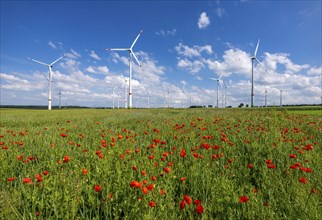 Wind farm, field with flower strips, insect-friendly border of fields with mixed flowers, poppies,