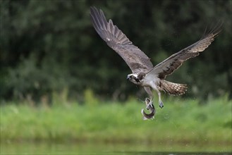 Western osprey (Pandion haliaetus) hunting with a trout, Aviemore, Scotland, Great Britain