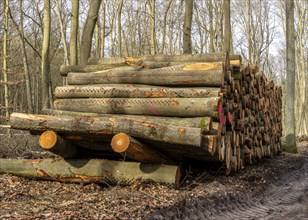 Pile of wood in the forest, Berlin suburbs, Germany, Europe