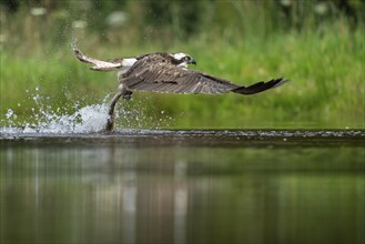 Western osprey (Pandion haliaetus) hunting, Aviemore, Scotland, Great Britain