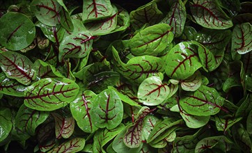 Sorrel, bloody Mary, fresh baby sorrel leaves, with red veins, microgreens, in a black container