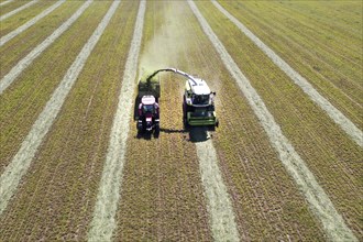 Aerial view of forage harvesting on an organic farm. A forage harvester transports the chopped