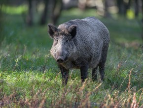 Wild boar, wild boar (Sus scrofa), a female stands in a forest meadow, captive, Germany, Europe