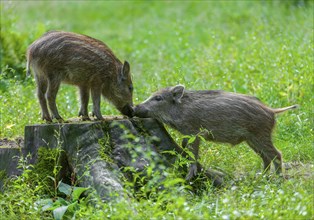 Wild boar, wild boar (Sus scrofa), fresh boar, captive, Germany, Europe