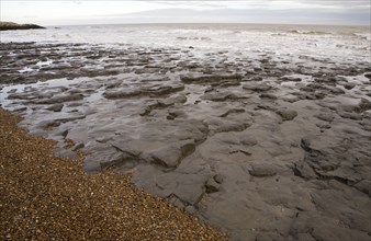 London Clay wave cut platform exposed at low tide on the beach at East Lane, Bawdsey, Suffolk,