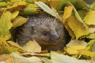 European hedgehog (Erinaceus europaeus) adult animal emerging from a pile of fallen autumn leaves