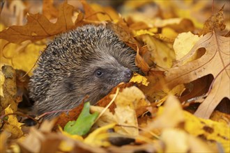 European hedgehog (Erinaceus europaeus) adult animal emerging from a pile of fallen autumn leaves