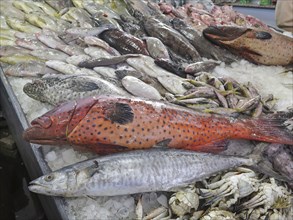 Jewelled perch and other fish in the fish market of Hurghada, Egypt, Africa