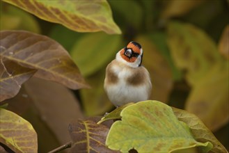 European goldfinch (Carduelis carduelis) adult bird amongst autumn leaves of a garden Magnolia