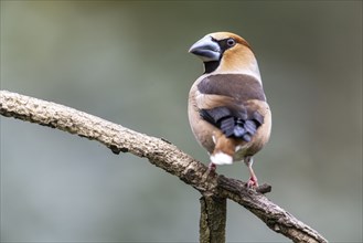 Hawfinch (Coccothraustes coccothraustes), Emsland, Lower Saxony, Germany, Europe