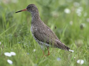 Common redshank (Tringa totanus), in a flower meadow, Lower Rhine, North Rhine-Westphalia, Germany,