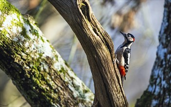 Male of Great Spotted Woodpecker, Dendrocopos major, bird in forest at winter sun