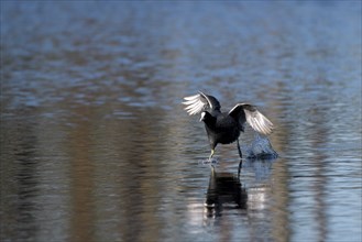 Coot rail, coot grouse (Fulica atra), adult bird, landing, mountain sink area, Bottrop, Ruhr area,