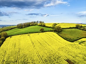 Rapeseed fields and farms from a drone, Torquay, Devon, England, United Kingdom, Europe