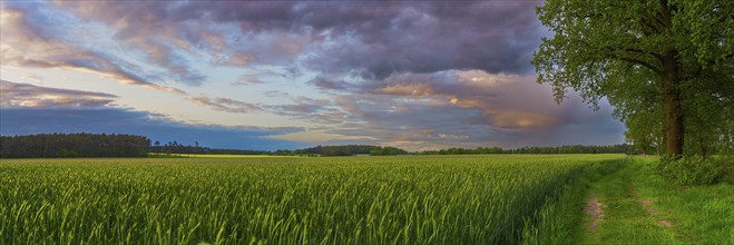 Landscape photo of a grain field with adjacent field path in the evening light, evening mood,