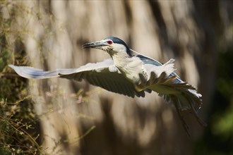 Black-crowned night heron (Nycticorax nycticorax) flying, Camargue, France, Europe