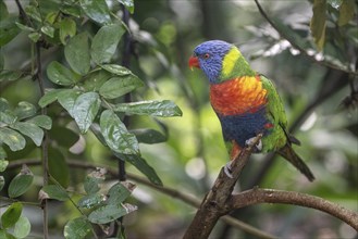 Rainbow lorikeet (Trichoglossus moluccanus), Emmen Zoo, Netherlands