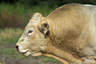 Animal portrait, hornless bull of the Charolais breed, Laszlomajor Meierhof, Sarrod, Fertö-Hansag