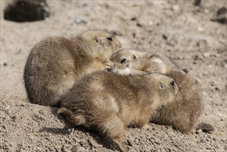 Prairie dogs (Cynomys ludovicianus), Emmen Zoo, Netherlands