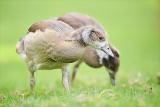 Greylag goose (Anser anser) youngster standing on a meadow, Bavaria, Germany, Europe