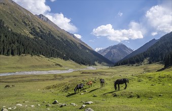 Horses grazing in a meadow, green mountain valley Altyn Arashan, Tien Shan Mountains, Kyrgyzstan,