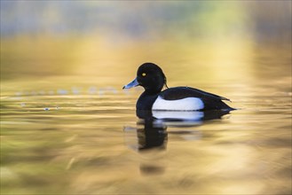 Male of Tufted Duck, Aythya fuligula, bird on water at winter time