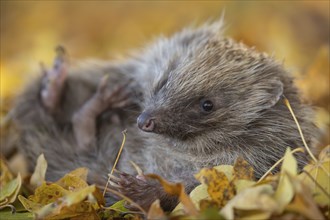European hedgehog (Erinaceus europaeus) adult animal resting on fallen autumn leaves, England,