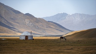 Horses at a traditional Kyrgyz yurt between golden meadows, Burkhan Valley, Terskey Ala-Too, Tien