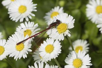 Large red damselfly (Pyrrhosoma nymphula) adult insect resting on white daisy flowers on a garden