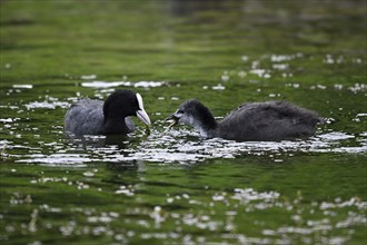 Common Coot (Fulica atra), adult bird feeding chick in the water