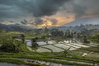 The green side of Bali, green rice terraces in the original Bali. Rice cultivation in the midst of