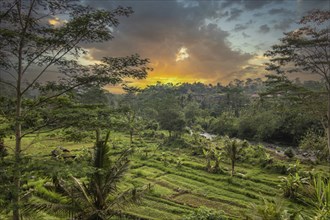 The green side of Bali, green rice terraces in the original Bali. Rice cultivation in the midst of