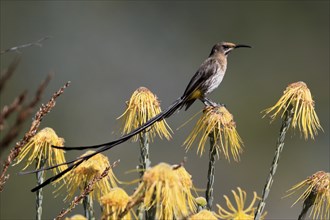 Cape Honeybird (Promerops cafer), adult, male, on flower, Protea, vigilant, Kirstenbosch Botanical