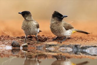 Grey bulbul (Pycnonotus barbatus), adult, pair, at the water, Kruger National Park, Kruger National