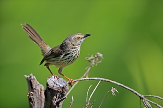 Spotted Prinia (Prinia maculosa), adult, in perch, Kirstenbosch Botanical Gardens, Cape Town, South