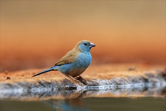 Blue waxbill (Uraeginthus angolensis), Angola butterfly finch, adult, at the water, Kruger National