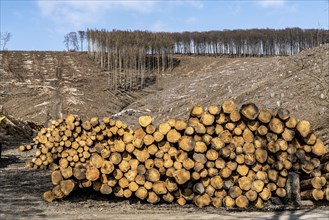 Cleared forest area north of the village of Öventrop, district of Arnsberg, dead spruce stands were