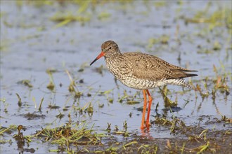 Common redshank (Tringa totanus) standing in a wet meadow, snipe bird, spring, wildlife, Hüde,