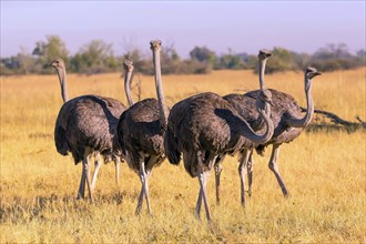 Struthio camelus, Ostrich, Botswana, Africa, Wildlife, Africa