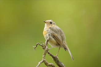 Close-up of a European Robin (Erithacus rubecula) sitting on a limb, Germany, Europe