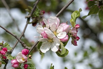 Ornamental apple (Malus domestica 'Striped Beauty'), Anchers Havecenter, Ditfurt, Saxony-Anhalt,