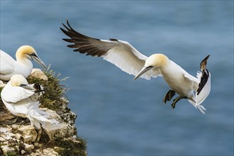 Northern Gannet, Morus bassanus, bird in flight over sea, Bempton Cliffs, North Yorkshire, England,