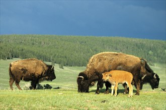 American bison (Bison bison), Bison family, Wyoming, Colorado, USA, North America